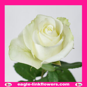 Proud – Premium Roses