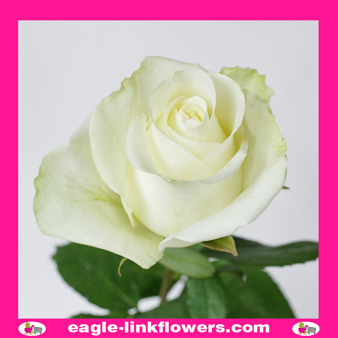 Proud – Premium Roses