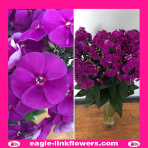 Purple Phlox