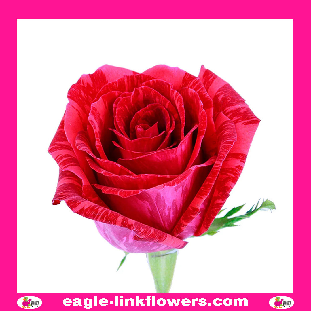 Red Intuition - Garden Roses