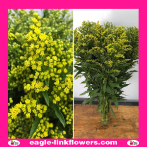 Solidago