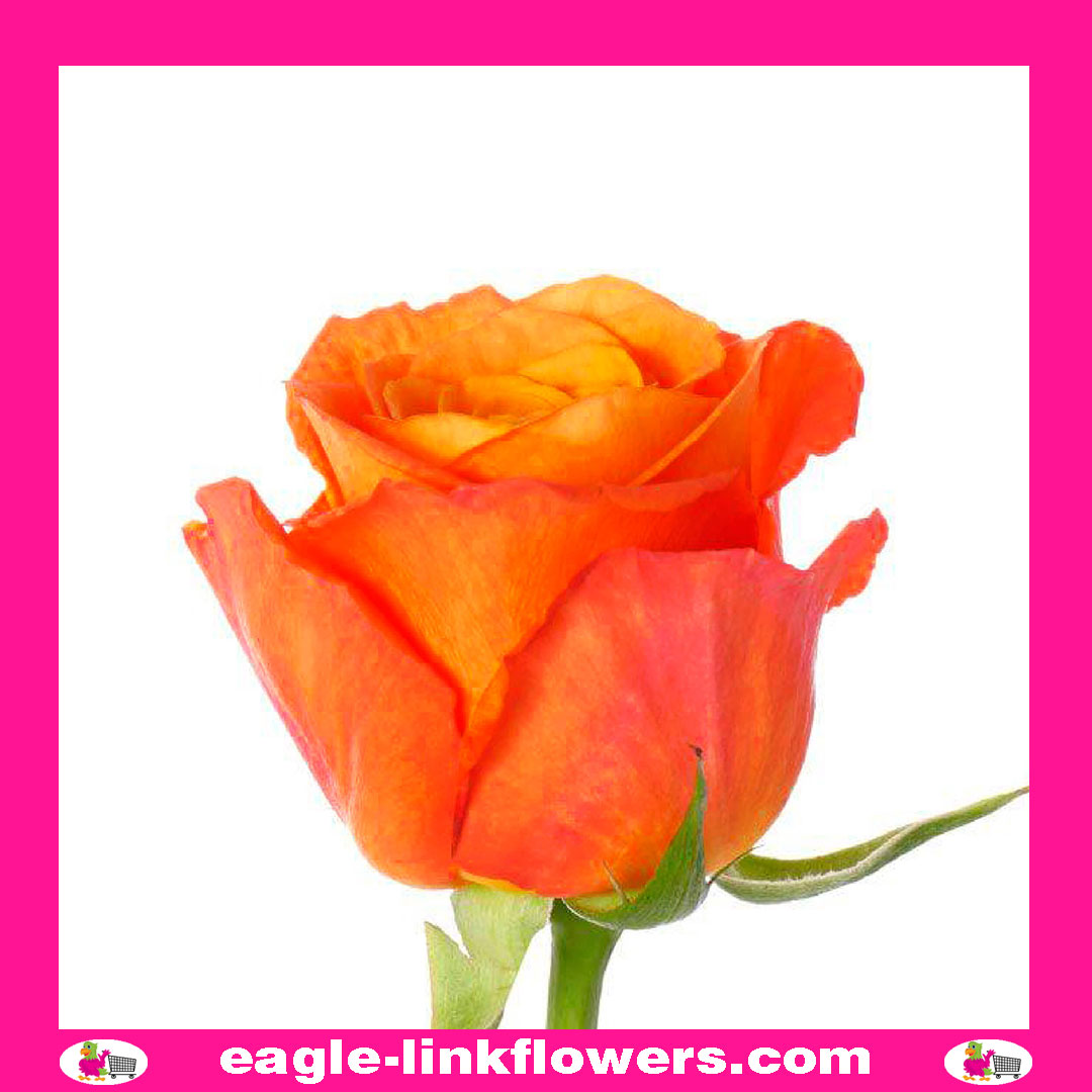 Sunglaze – Premium Roses