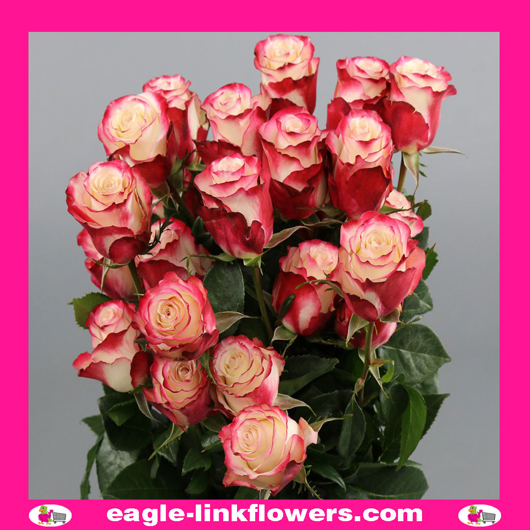 Sweetness – Premium – Premium Roses