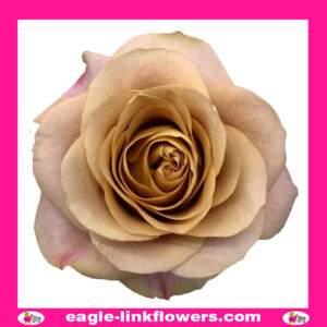 Symbol - Garden Roses