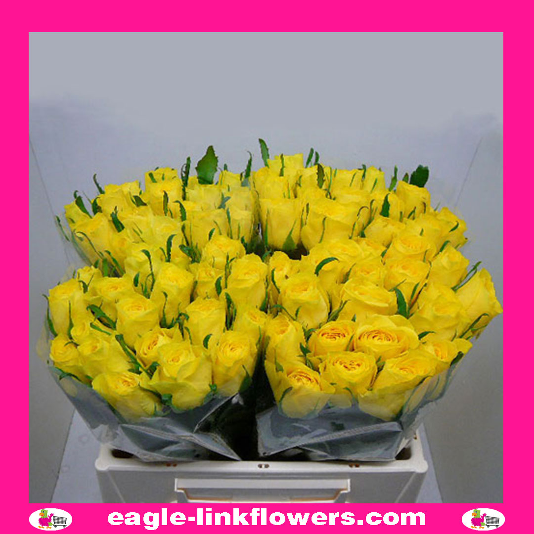 Topsun – Intermediate Roses
