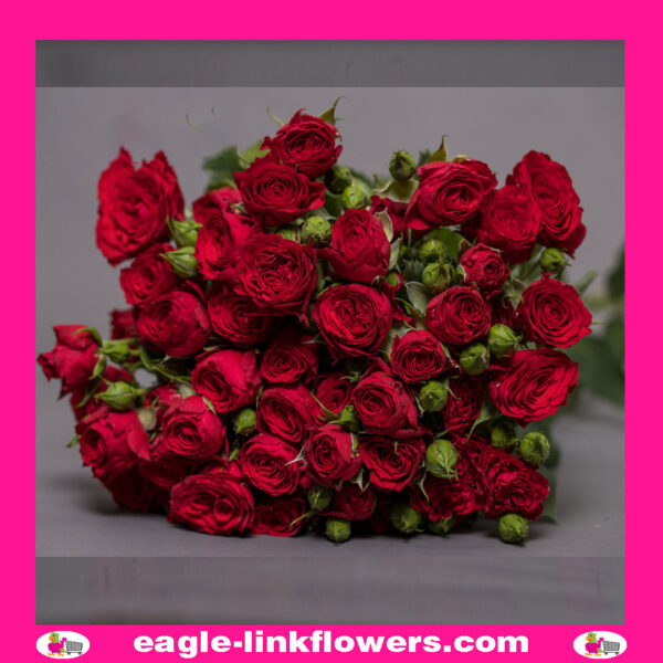 Velaux Spray Roses Velvet blossom – Regular Spray Roses - Eagle-Link Flowers