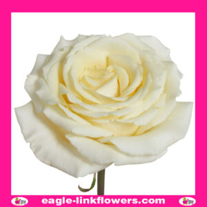 Vitality - Garden Roses