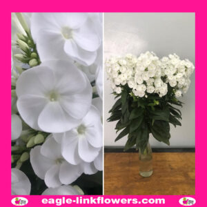 White Phlox