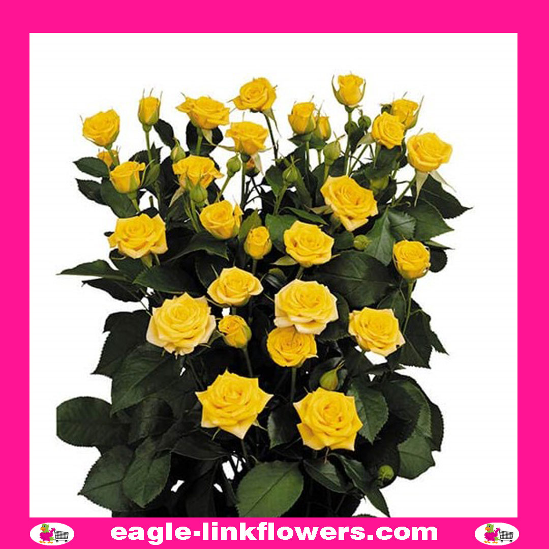 Yellow Babe – Regular Spray Roses