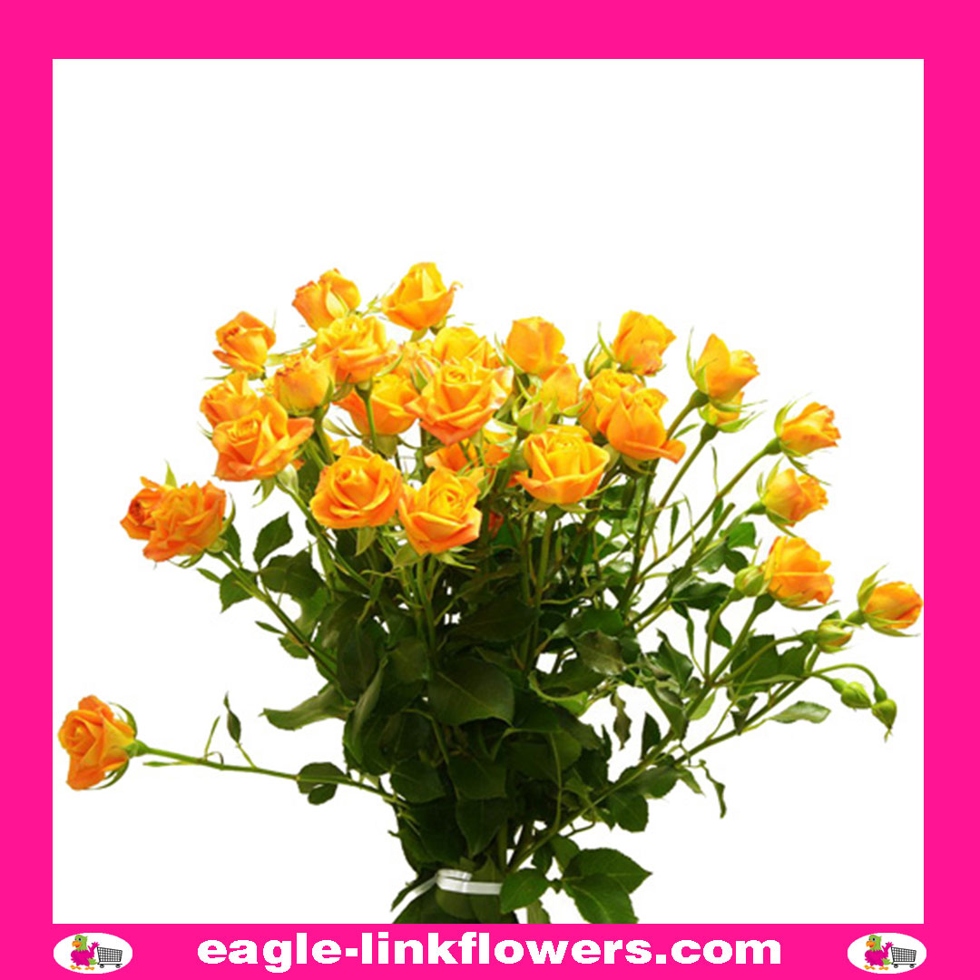 Abeba – Regular Spray Roses - Eagle-Link Flowers