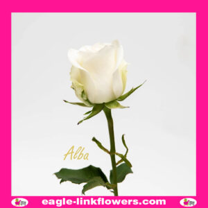 Alba – Premium Roses