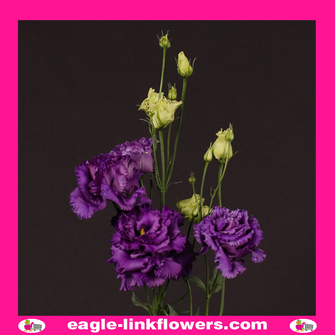 Alissa Blue - Eustoma Lisianthus