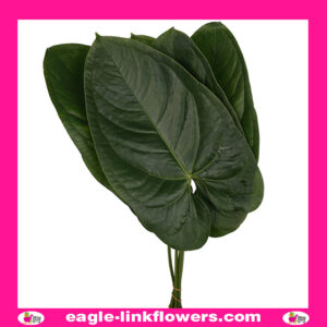 Anthurium Leaf