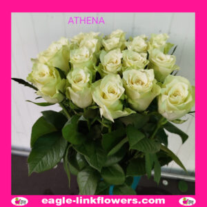Athena – Premium Roses