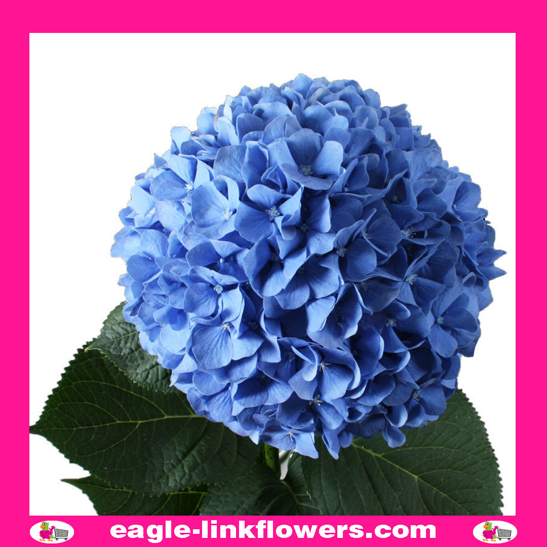 Link Hydrangea Blue Hydrangea - Eagle-Link Flowers