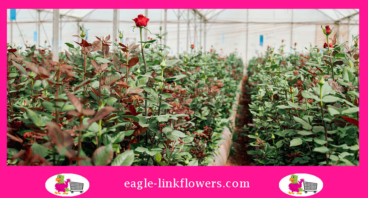 cultivation-of-roses