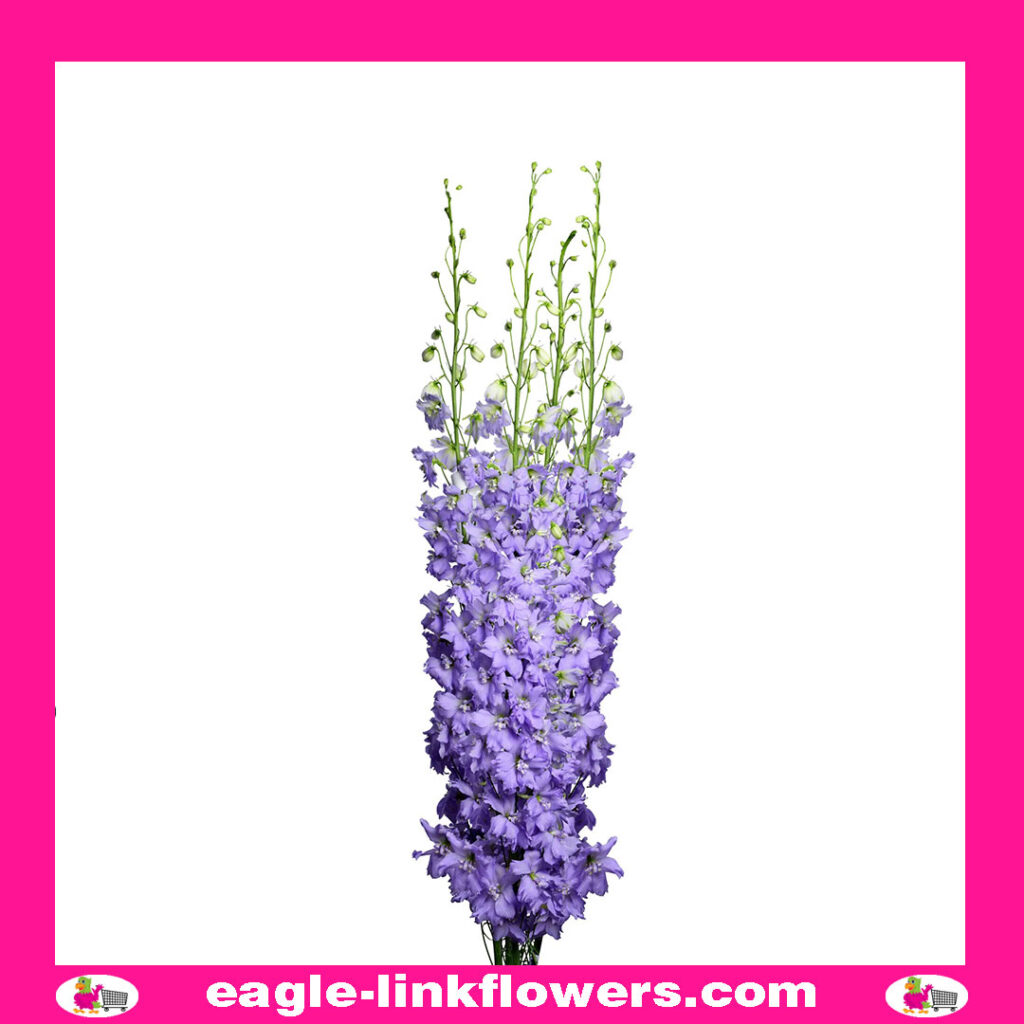 Delphinium Dewi Impressiva