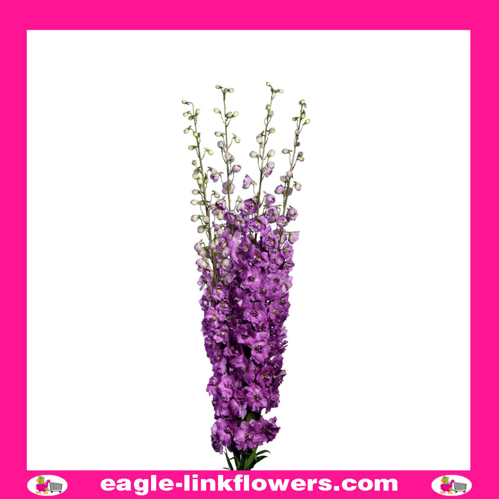 Delphinium Dewi Maria Rose