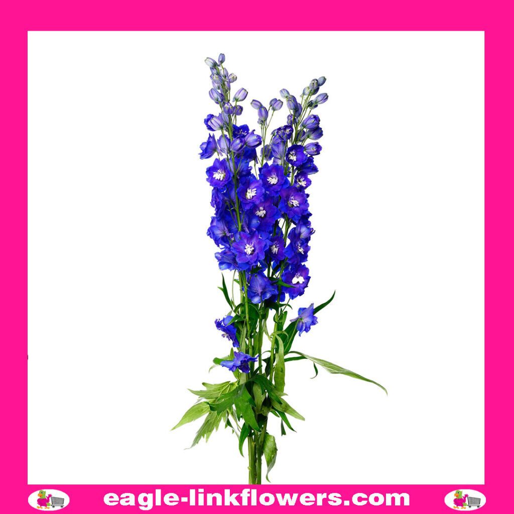 Delphinium Dewi Blue Star
