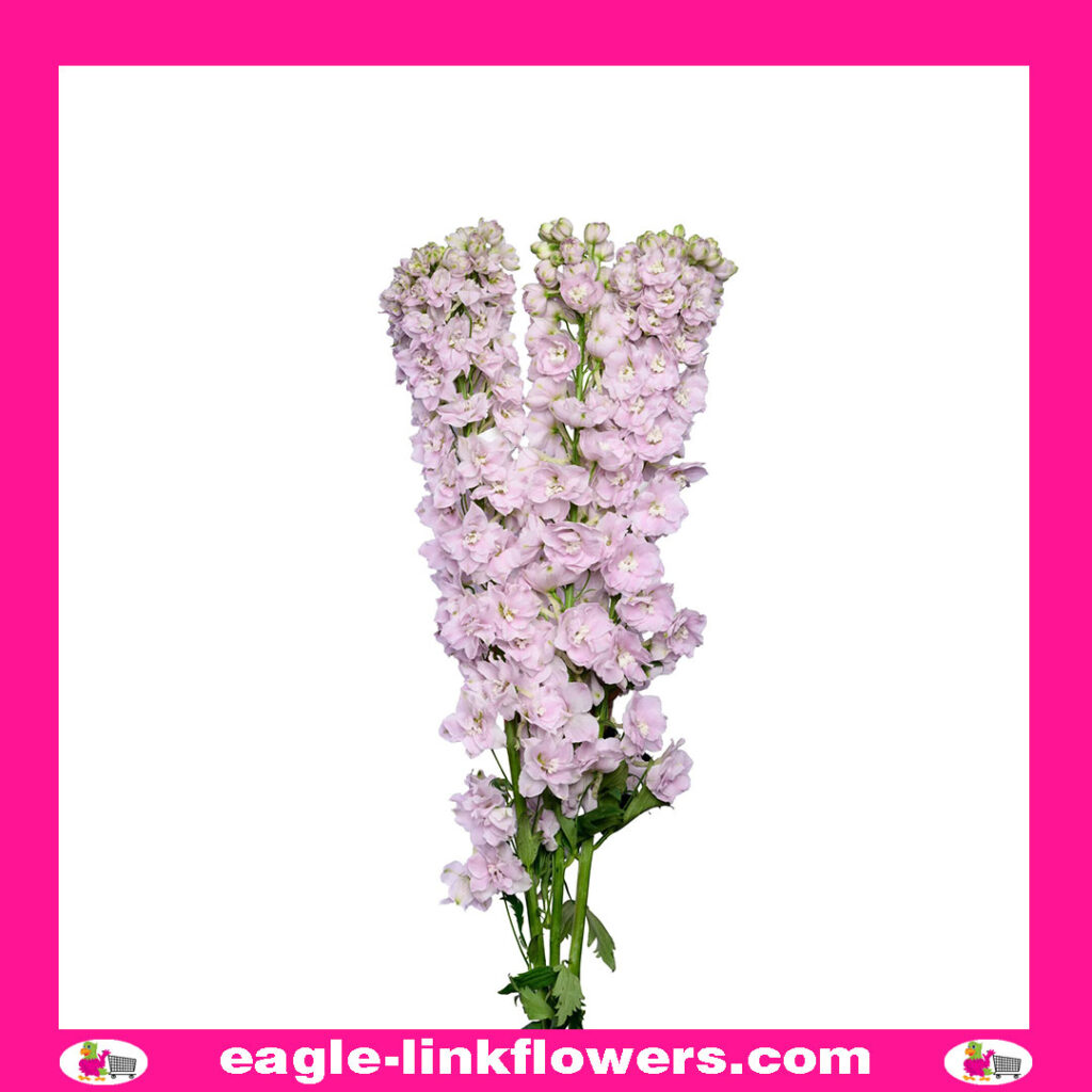 Delphinium Dewi Pink Spijker