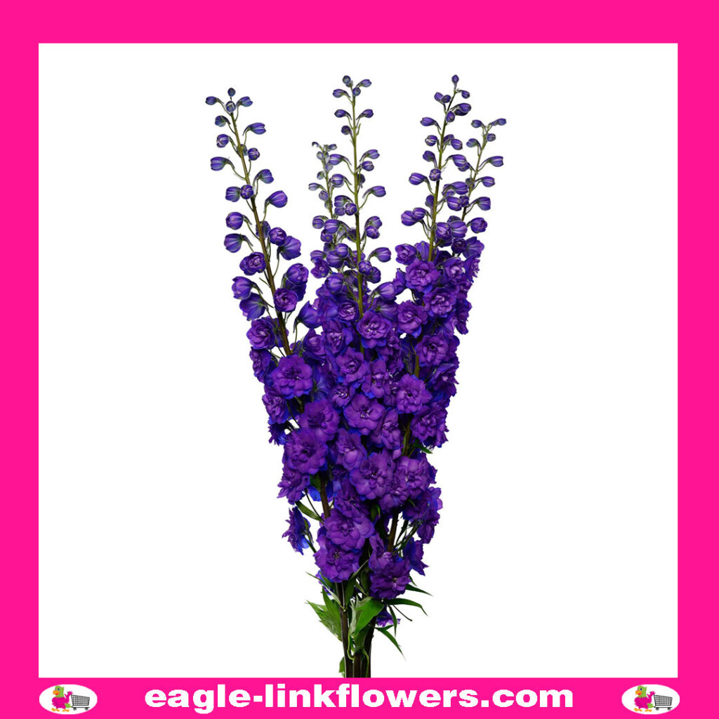 Delphinium Dewi Christel