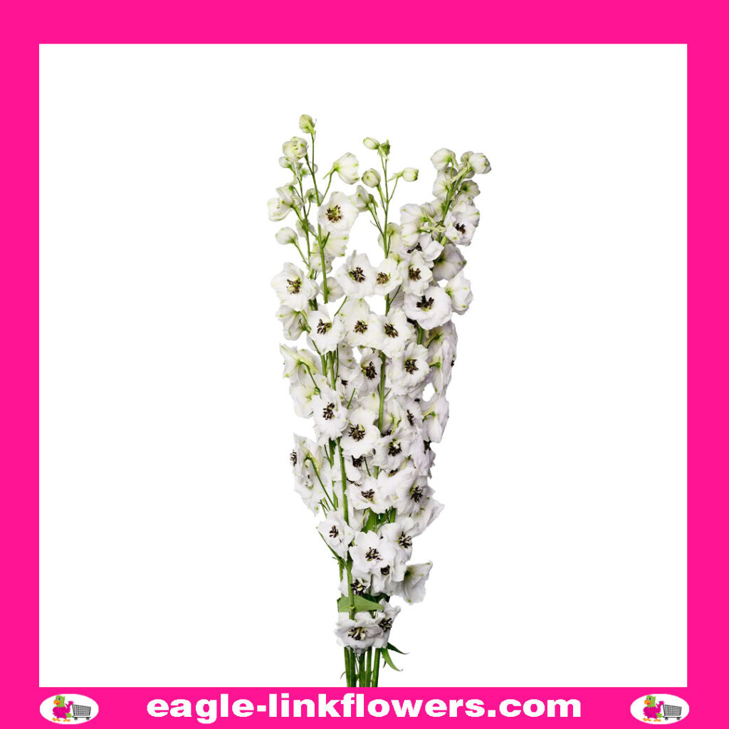 Delphinium Dewi Rocket