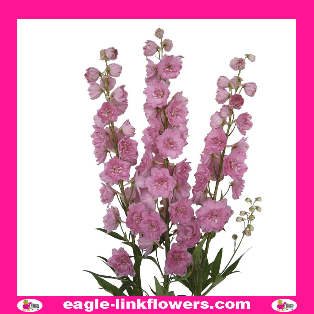 Delphinium Dewi Lady