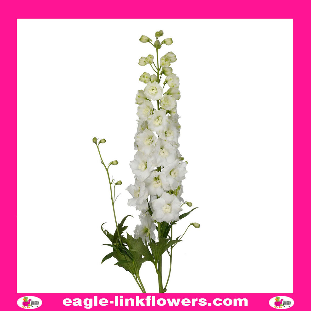 Delphinium Dewi Siberia