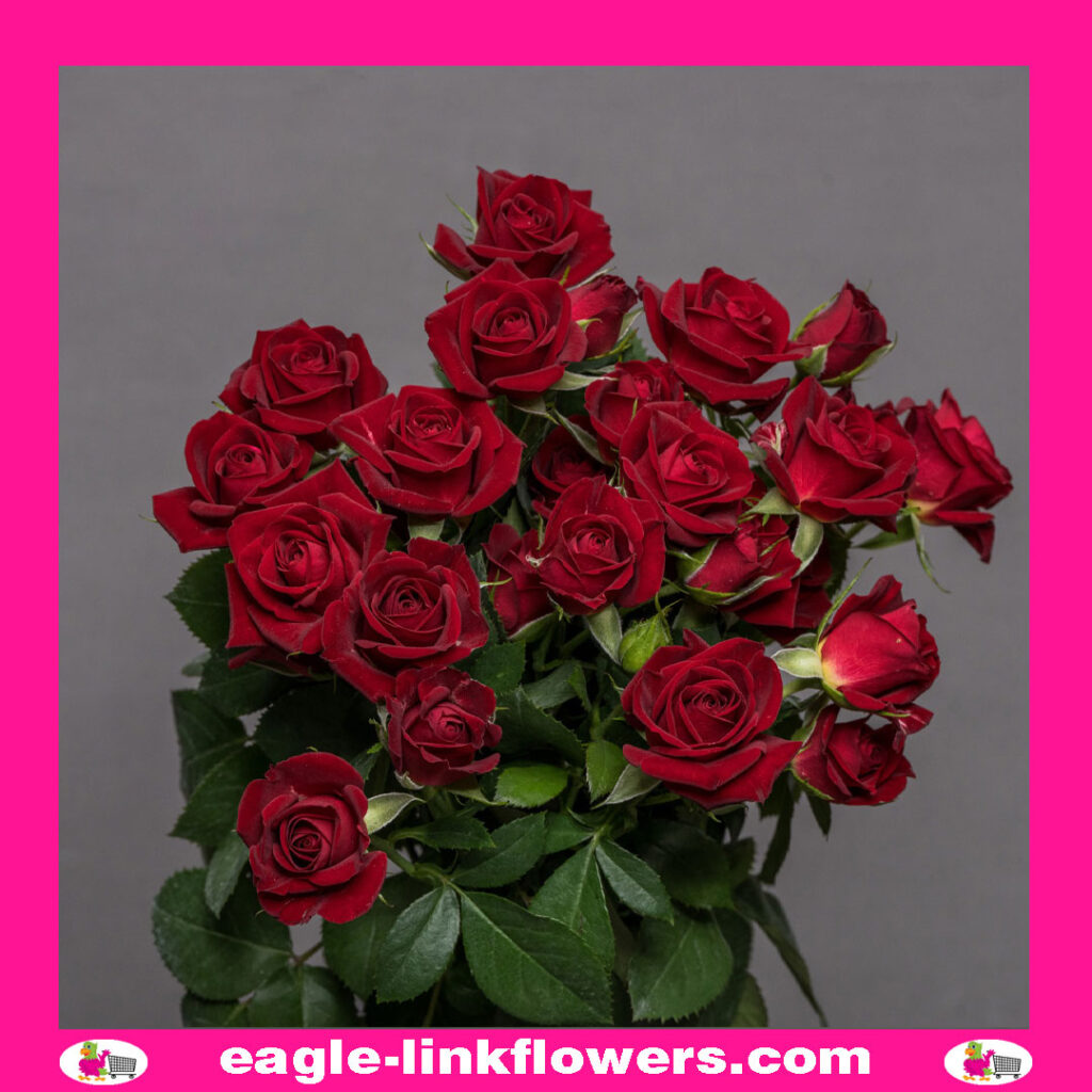 Dominica – Regular Spray Roses - Eagle-Link Flowers