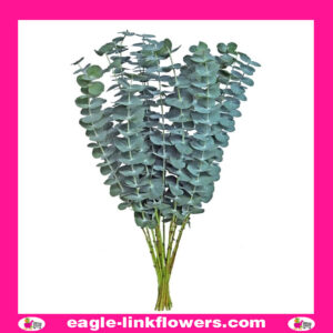 Eucalyptus Baby Blue