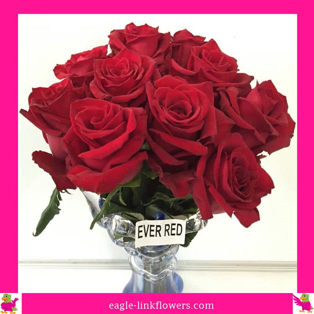 ever-red