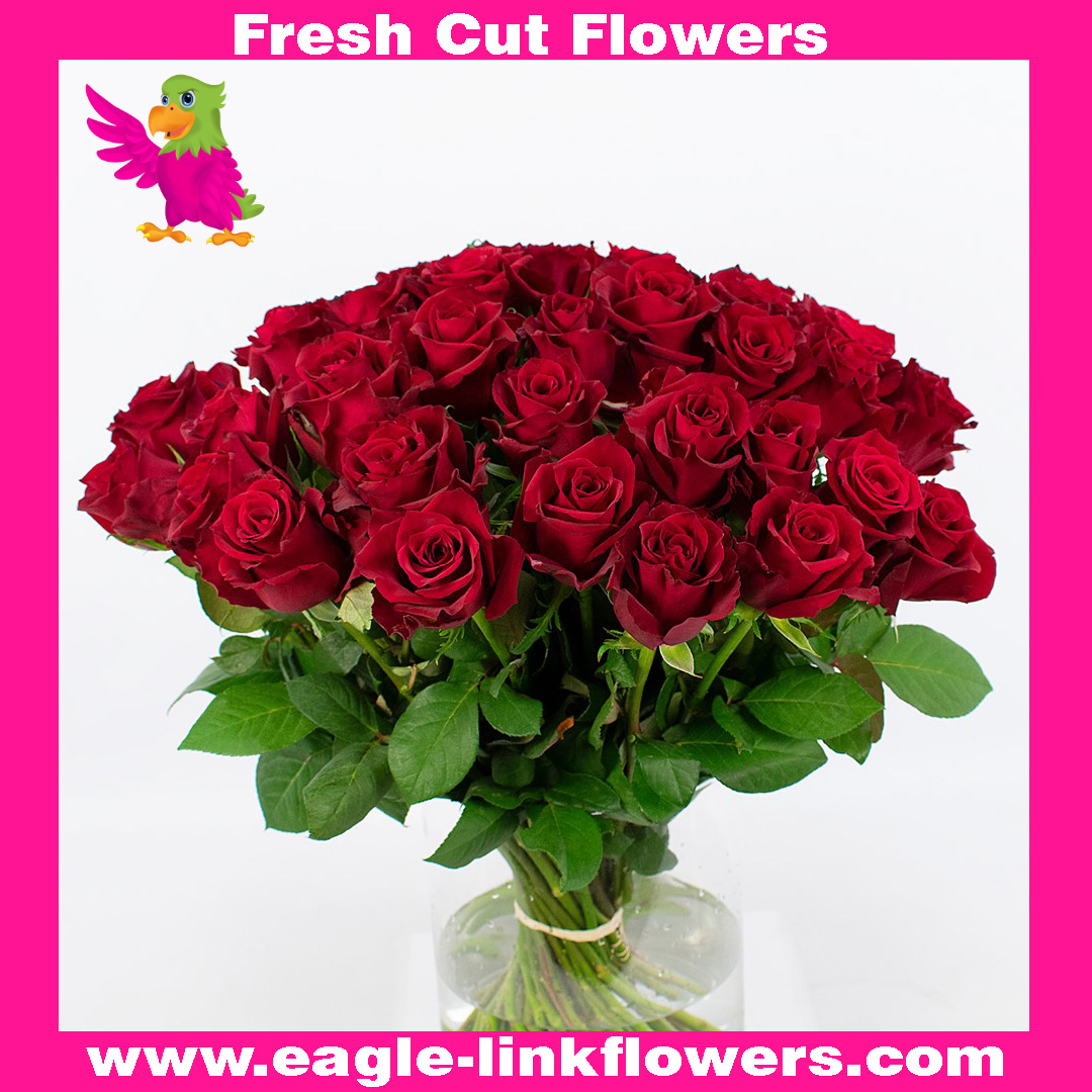 explorer-red-in-vase-new