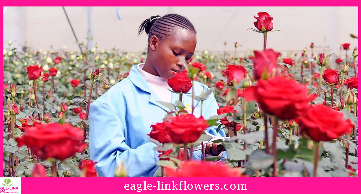 flower-farmgrading
