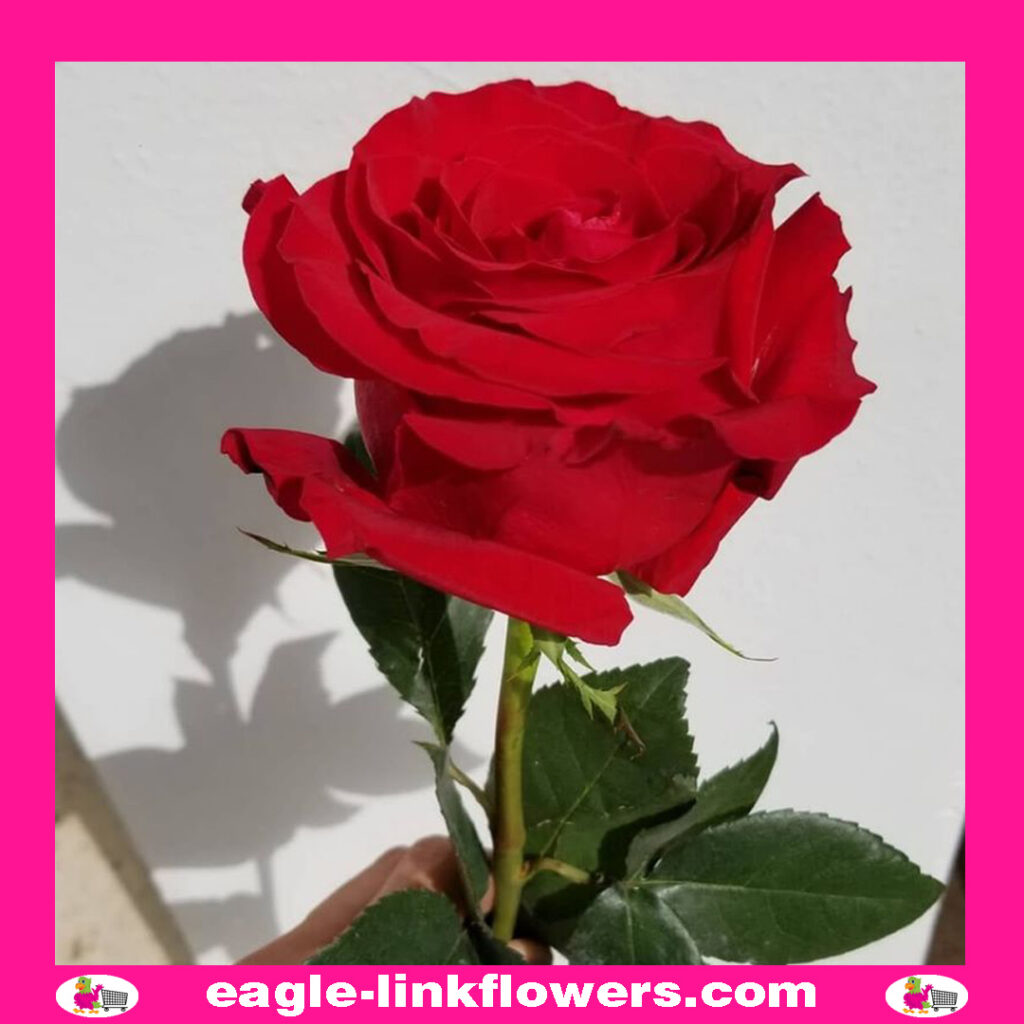Freedom – Premium Roses