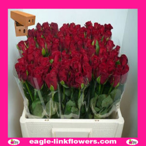 Furiosa – Intermediate Roses