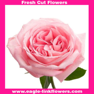 Pink O’Hara - Garden Roses