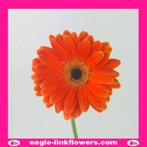 Orange Gerbera