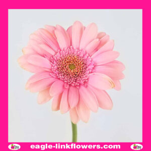 Pink Gerbera