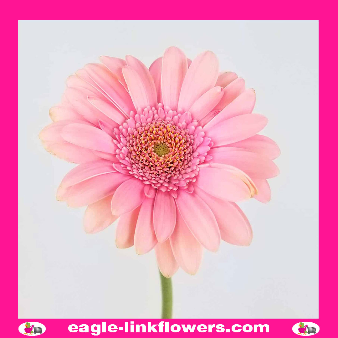 Pink Gerbera