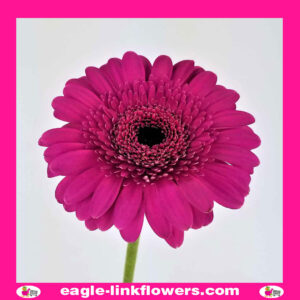 Purple Gerbera