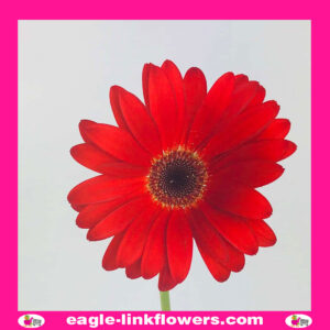Red Gerbera