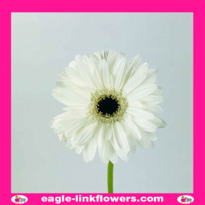White Gerbera