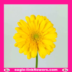Yellow Gerbera