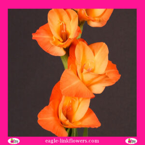 Gladiolus Orange