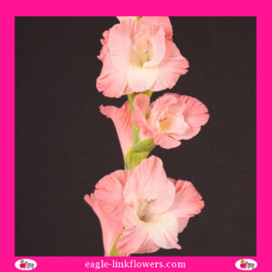Gladiolus Pink