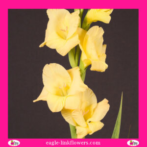 Gladiolus Yellow