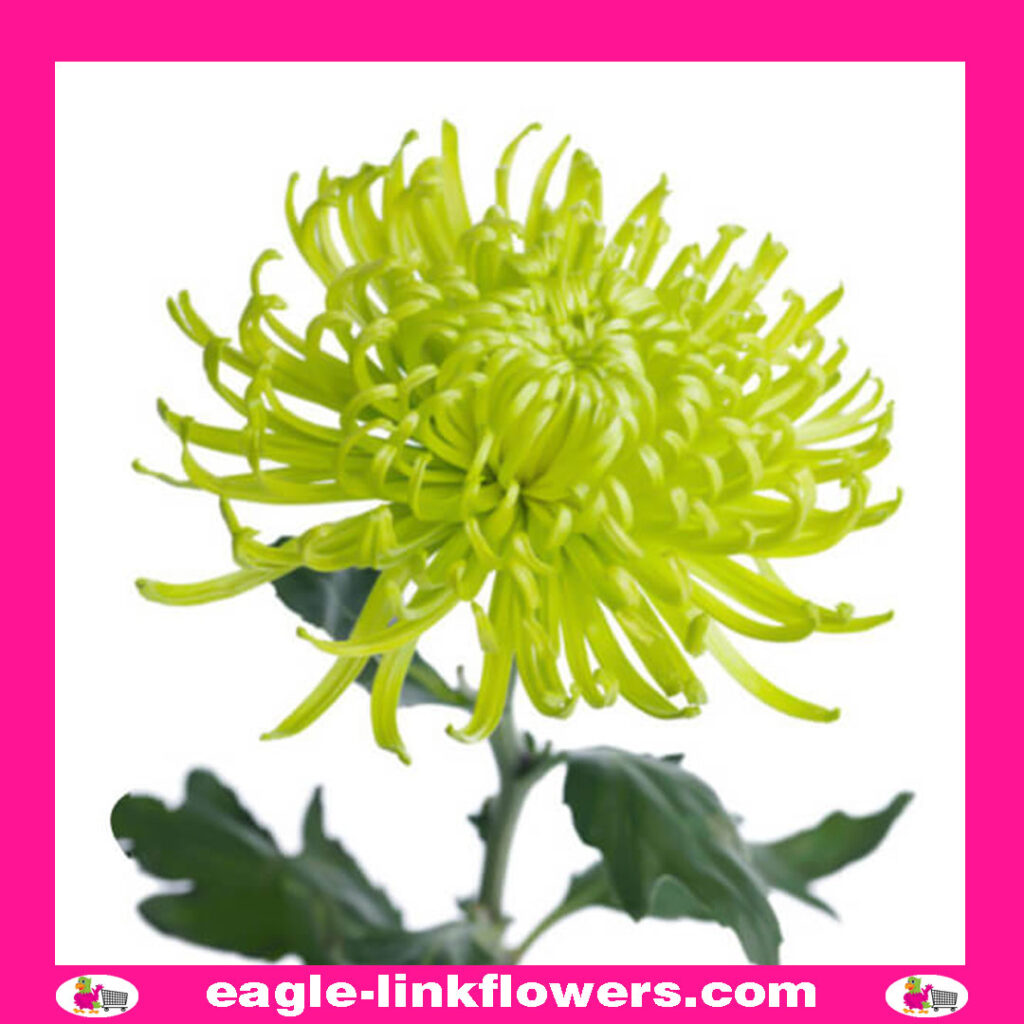Lime Green Mono Disbud Deco Chrysanthemum