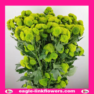 Green Button Spray Chrysanthemum (Pompoms)
