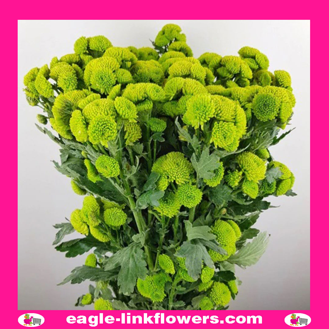Green Button Spray Chrysanthemum (Pompoms)