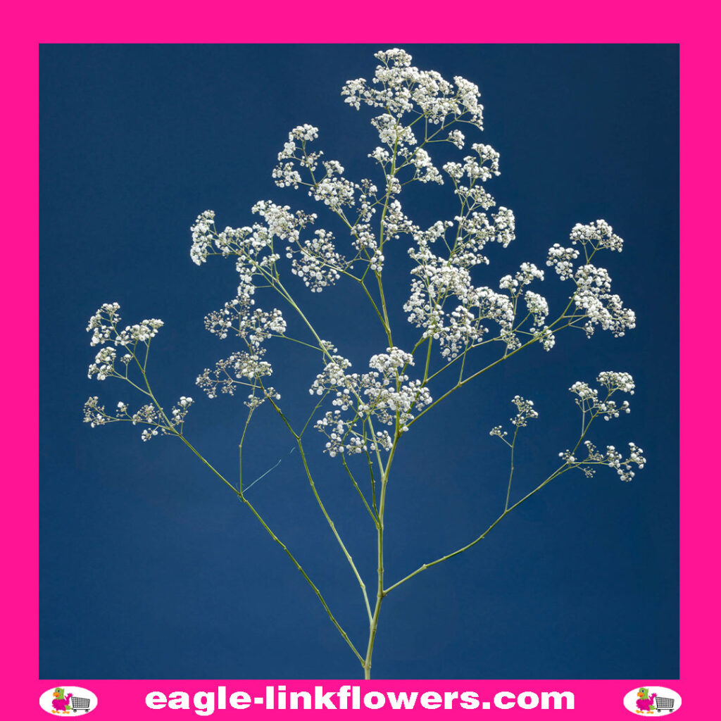 Million Star - Gypsophila